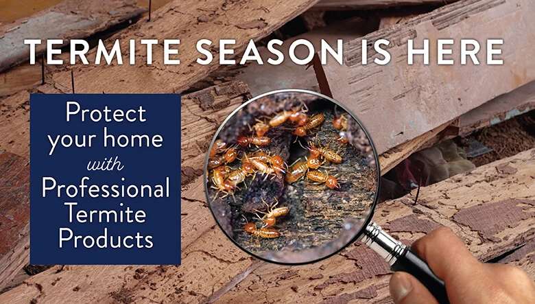 Termite inspection and treatment for Houston homes